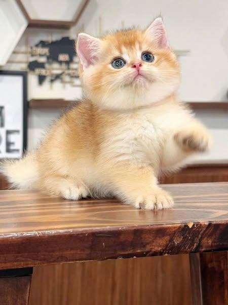 British Shorthair
