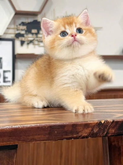 British Shorthair