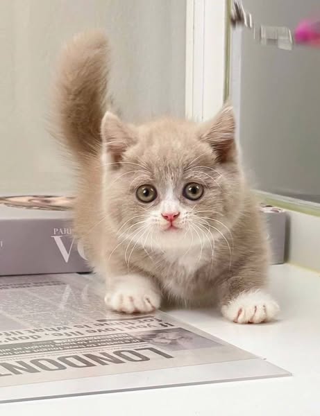 Munchkin