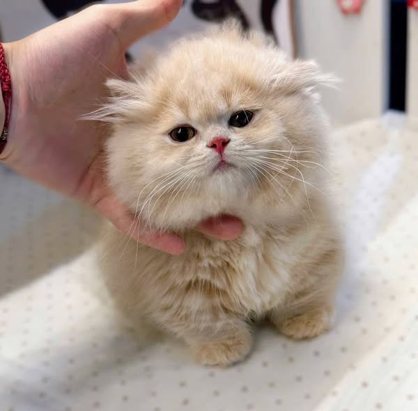 Munchkin Longhair