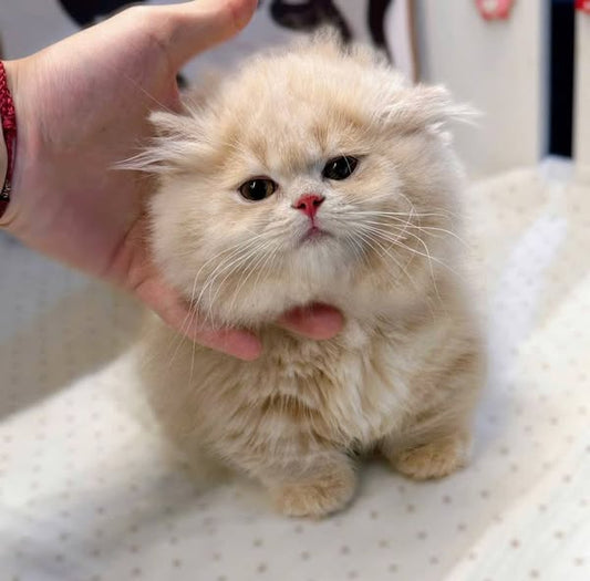 Munchkin Longhair