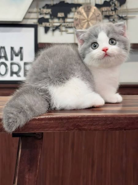 Munchkin Fold