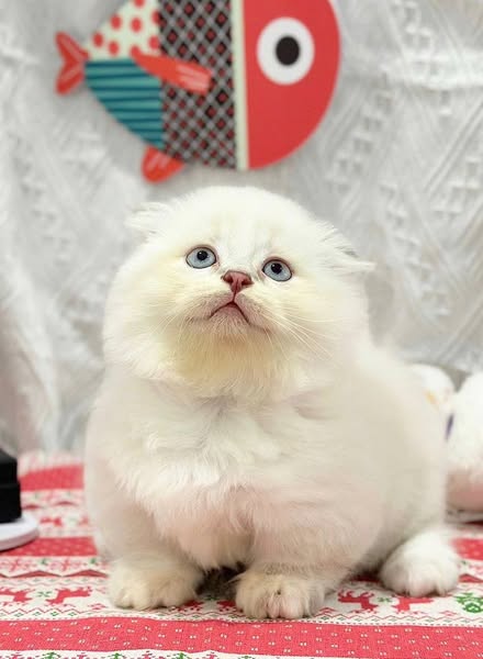 Munchkin Fold Longhair