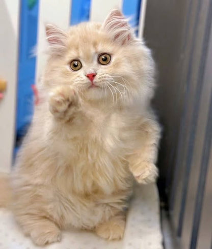 Munchkin Longhair