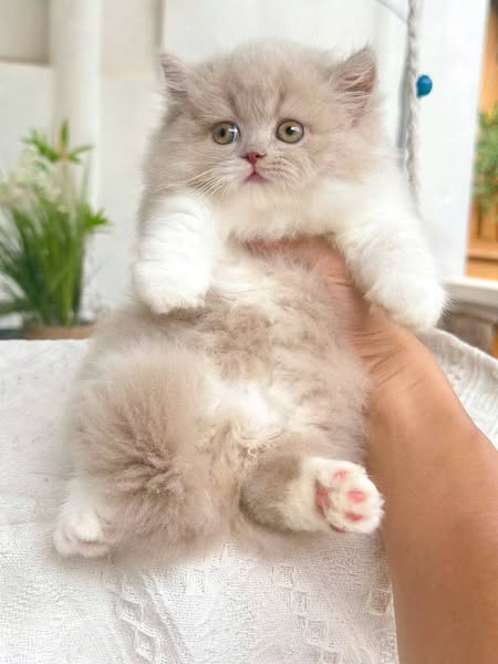 Munchkin Longhair