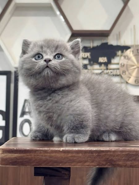 Munchkin