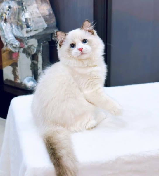 Ragdoll