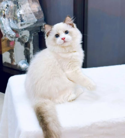Ragdoll