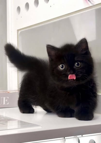 Munchkin