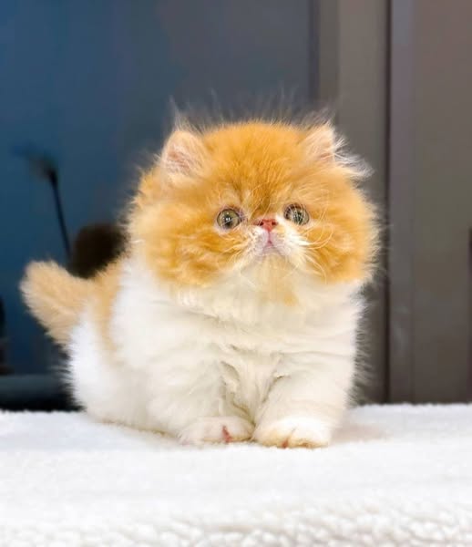 Munchkin Longhair