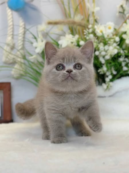 British Shorthair