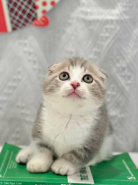 Munchkin Fold