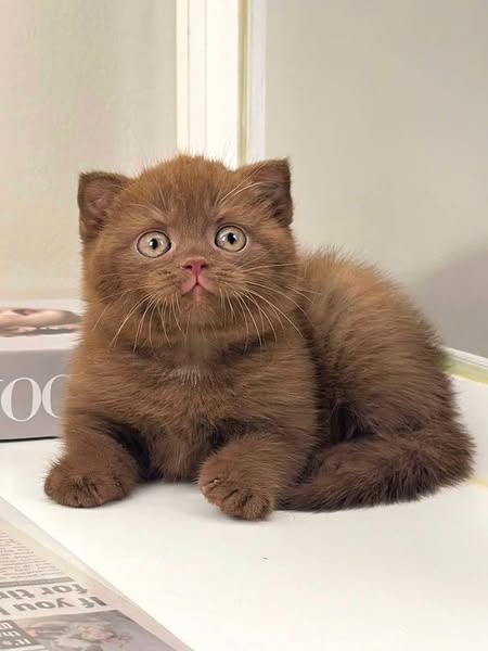Scottish Fold