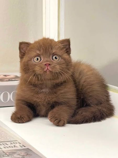 Scottish Fold