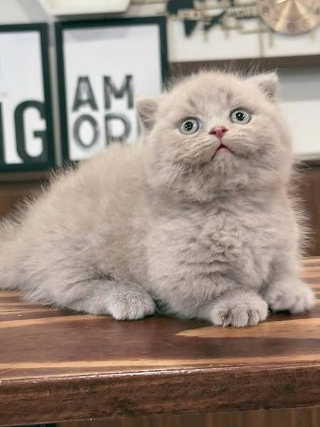 Munchkin Fold