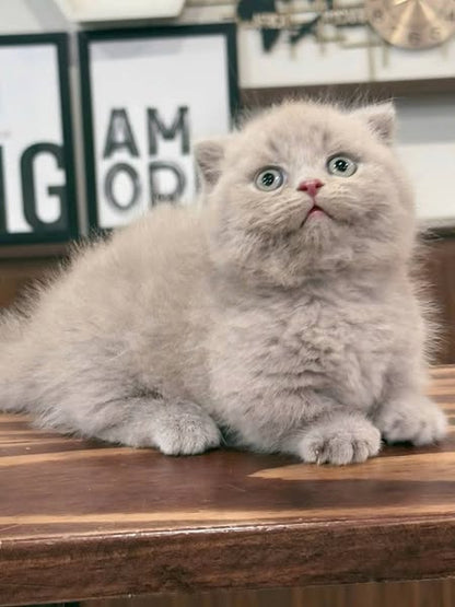 Munchkin Fold