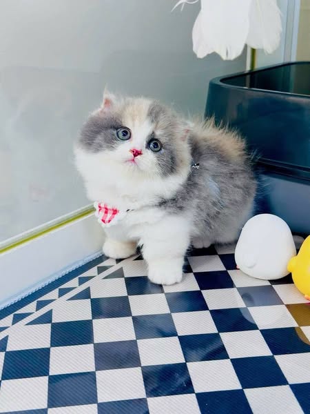 Munchkin Fold Longhair