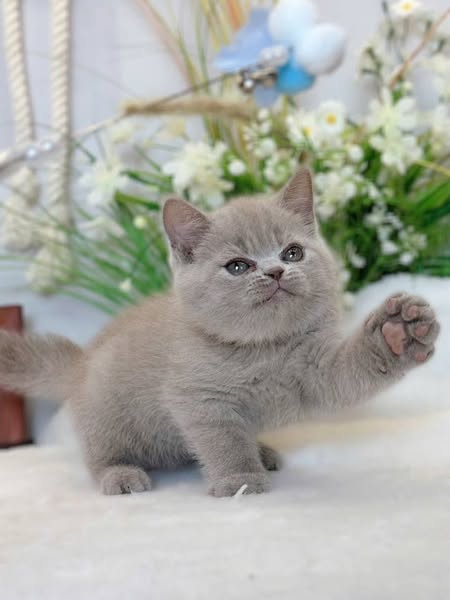 British Shorthair
