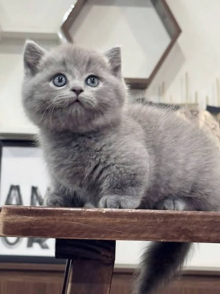 Munchkin