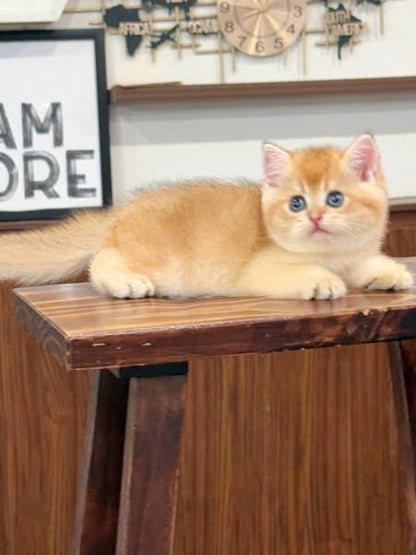 British Shorthair