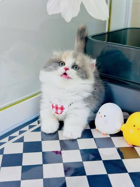 Munchkin Fold Longhair