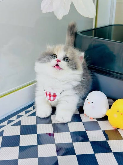 Munchkin Fold Longhair