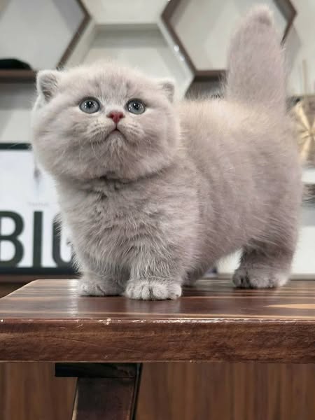 Munchkin Fold