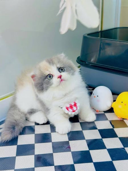 Munchkin Fold Longhair