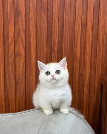 Munchkin
