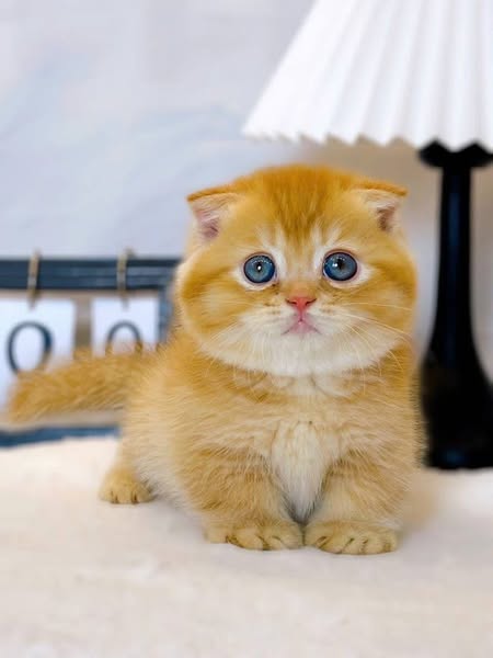 Munchkin Fold