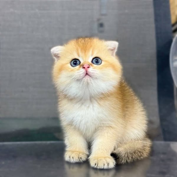 Scottish Fold