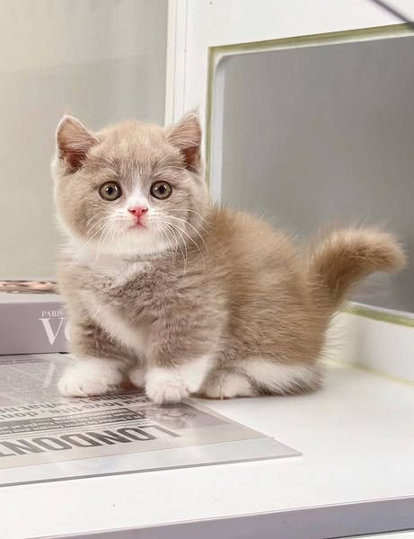 Munchkin