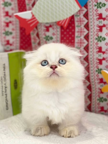 Munchkin Fold Longhair