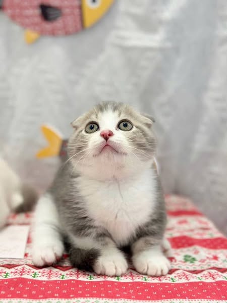 Munchkin Fold