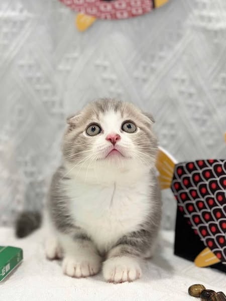 Munchkin Fold