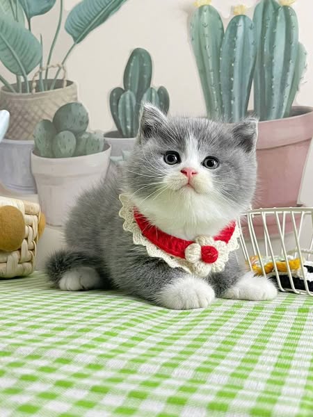 British Shorthair