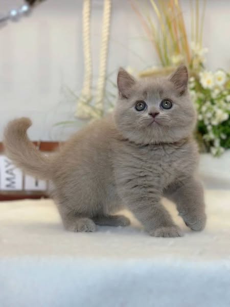 British Shorthair