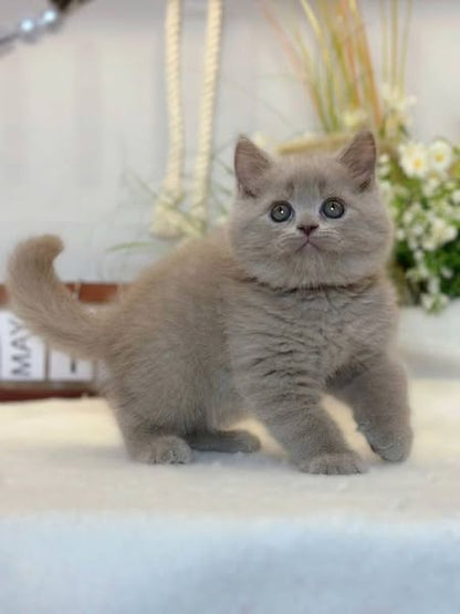 British Shorthair