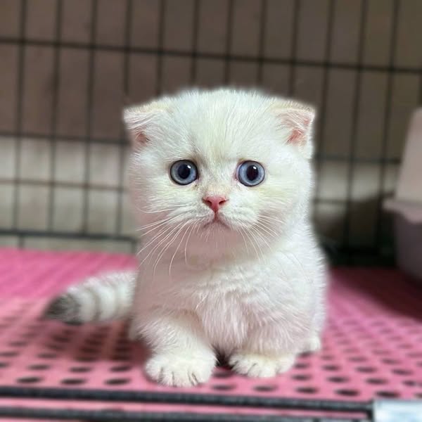 Munchkin Fold