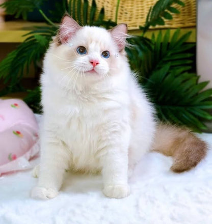 Ragdoll