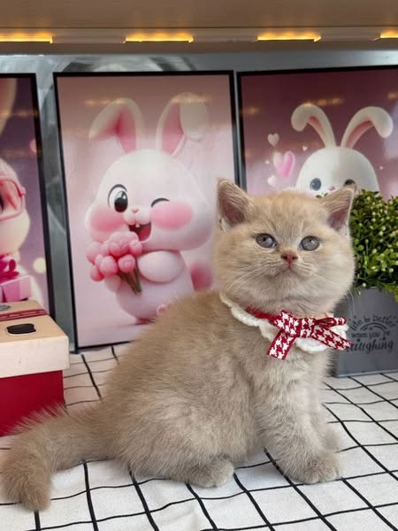 British Shorthair
