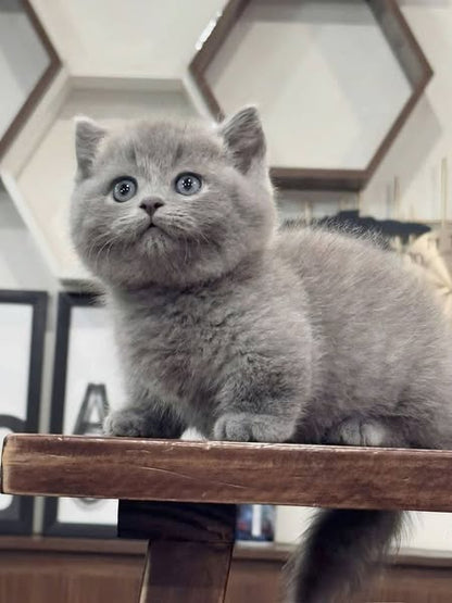 Munchkin