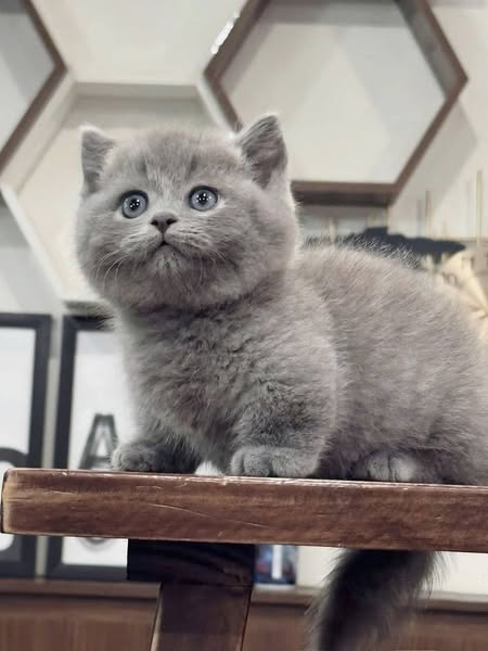 Munchkin