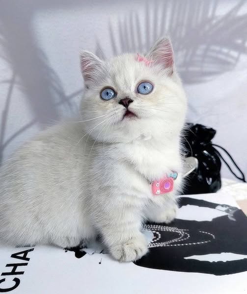 Munchkin