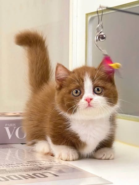 Munchkin