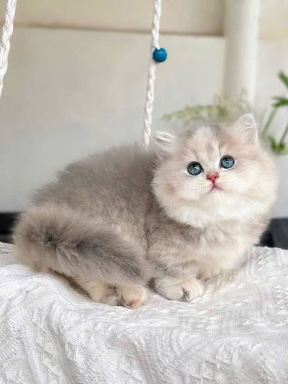 Munchkin Longhair