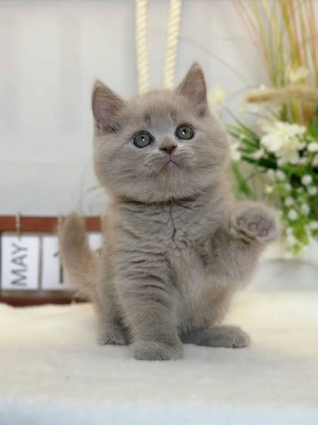 British Shorthair