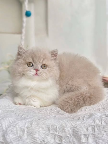 Munchkin Longhair