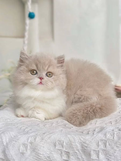 Munchkin Longhair