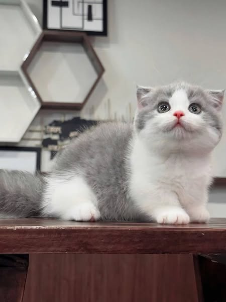 Munchkin Fold